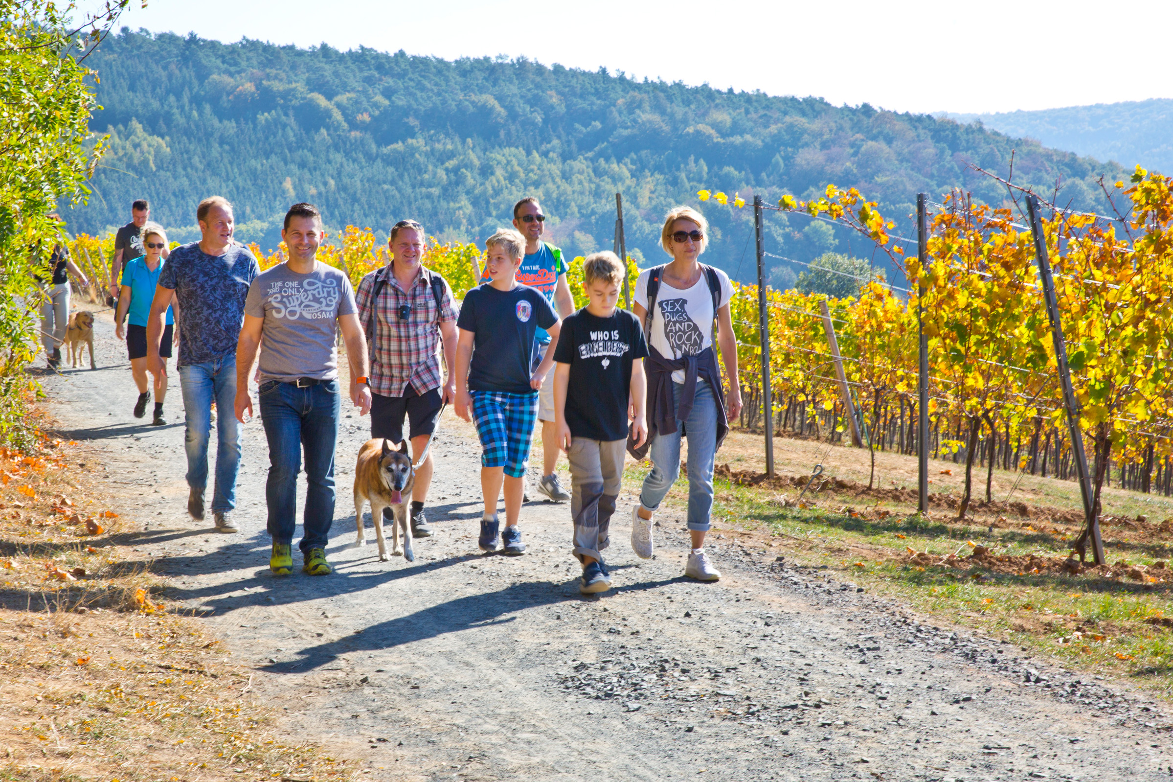 Zahlreiche Gruppen, aber auch Einzelwanderer sind bei der ersten Heubacher Weinlagenwanderung unterwegs. (Foto: Ulrike Bernauer) Zahlreiche Gruppen, aber auch Einzelwanderer sind bei der ersten Heubacher Weinlagenwanderung unterwegs. (Foto: Ulrike Bernauer)